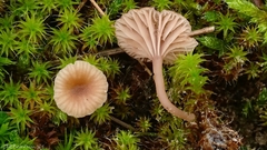 Omphalina galericolor
