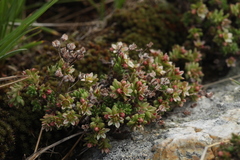 Sedum tenellum