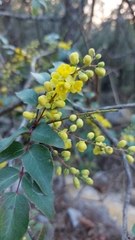 Berberis gracilis