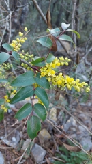 Berberis gracilis
