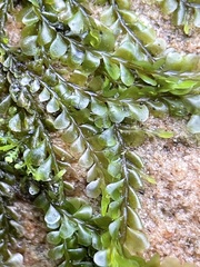 Chiloscyphus pallescens