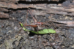 Phalangopsis