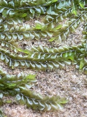 Chiloscyphus pallescens