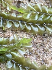 Chiloscyphus pallescens