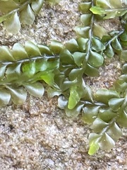 Chiloscyphus pallescens