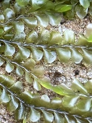 Chiloscyphus pallescens