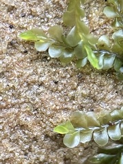 Chiloscyphus pallescens