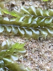 Chiloscyphus pallescens