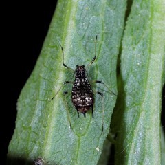 Uroleucon solidaginis