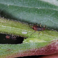 Uroleucon solidaginis