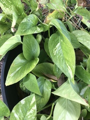 Epipremnum aureum image