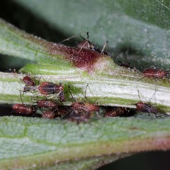 Uroleucon solidaginis