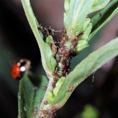 Uroleucon solidaginis