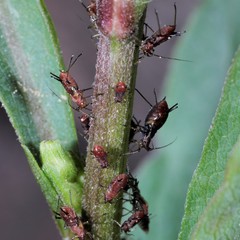 Uroleucon solidaginis