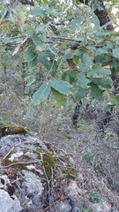 Quercus clivicola
