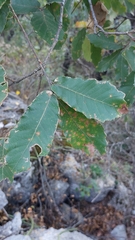 Quercus clivicola