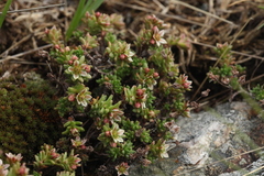 Sedum tenellum