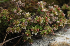 Sedum tenellum