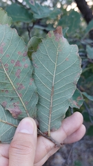 Quercus clivicola