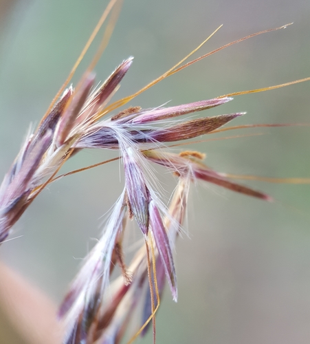 Bothriochloa ischaemum