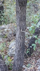 Quercus clivicola