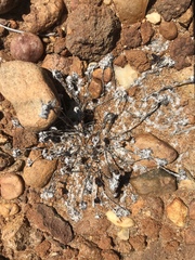 Stylocline gnaphaloides