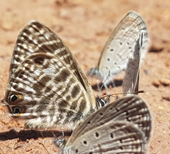 Leptotes pirithous
