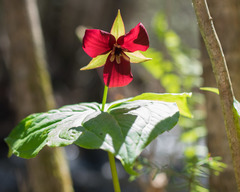 Trillium erectum erectum
