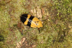Sphenorhina