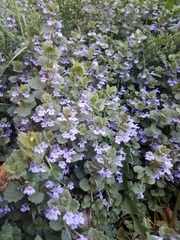 Glechoma hederacea