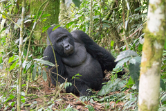 Gorilla beringei