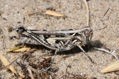 Dociostaurus brevicollis