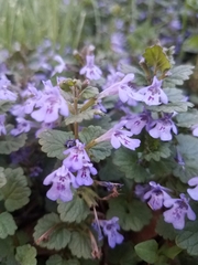 Glechoma hederacea