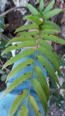 Phanerophlebia