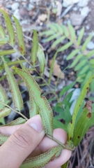 Phanerophlebia