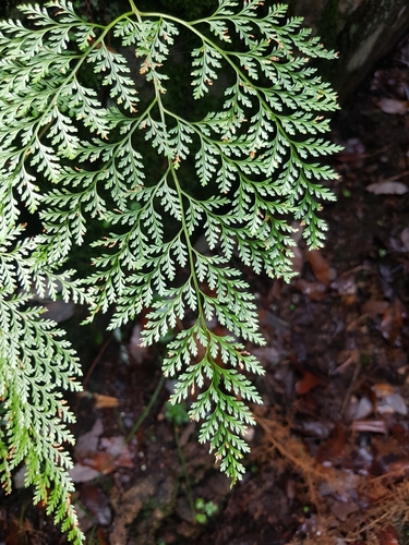 Davallia canariensis