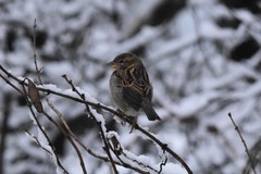 Spizelloides arborea arborea