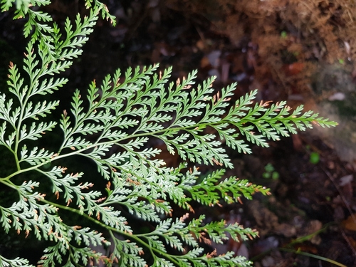 Davallia canariensis