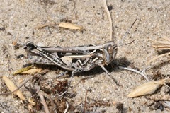 Dociostaurus brevicollis