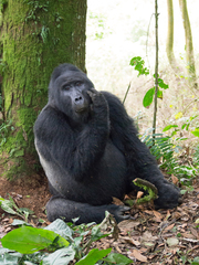 Gorilla beringei
