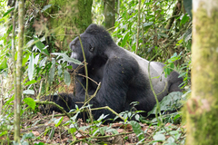 Gorilla beringei