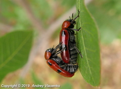 Clytra novempunctata