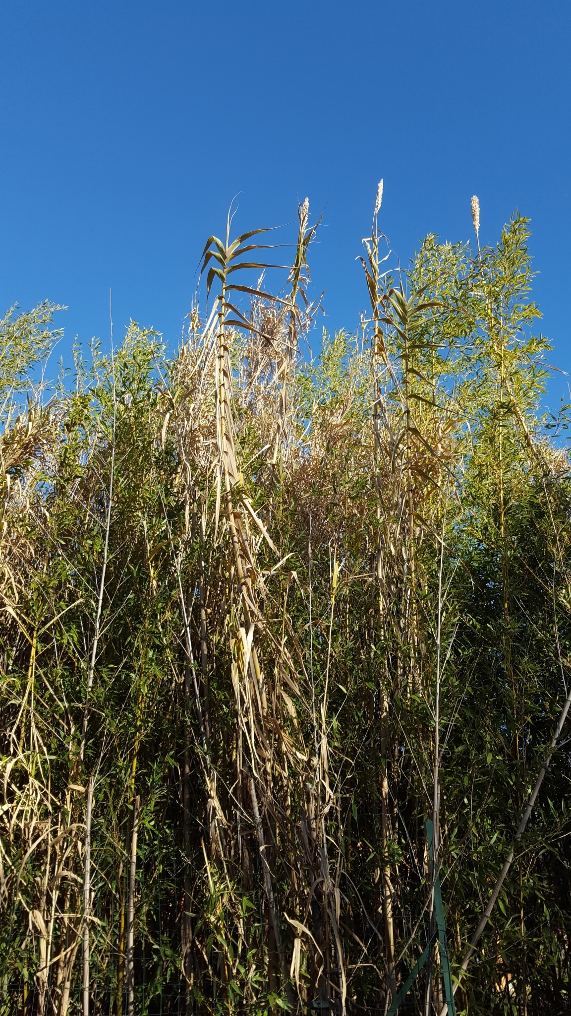 (c) François Rousseu, certains droits réservés (CC BY-NC) https://www.inaturalist.org/observations/103762779