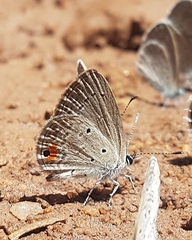 Eicochrysops messapus