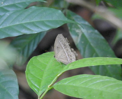 Mycalesis orseis