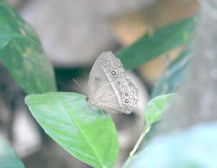 Mycalesis orseis