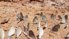 Eicochrysops messapus