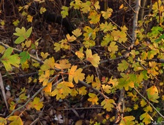 Crataegus monogyna