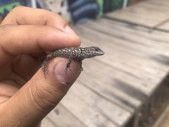 Sceloporus hondurensis