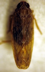 Agandecca annectens